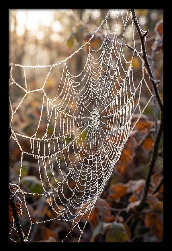 Frosted Spiderweb Glimmering In Light