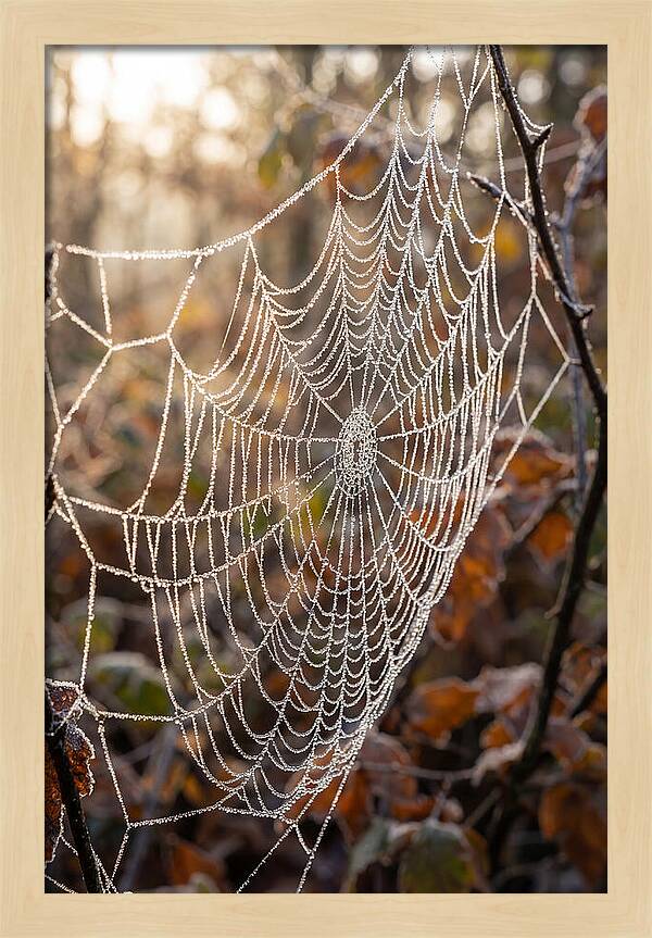 Frosted Spiderweb Glimmering In Light