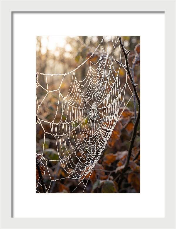 Frosted Spiderweb Glimmering In Light