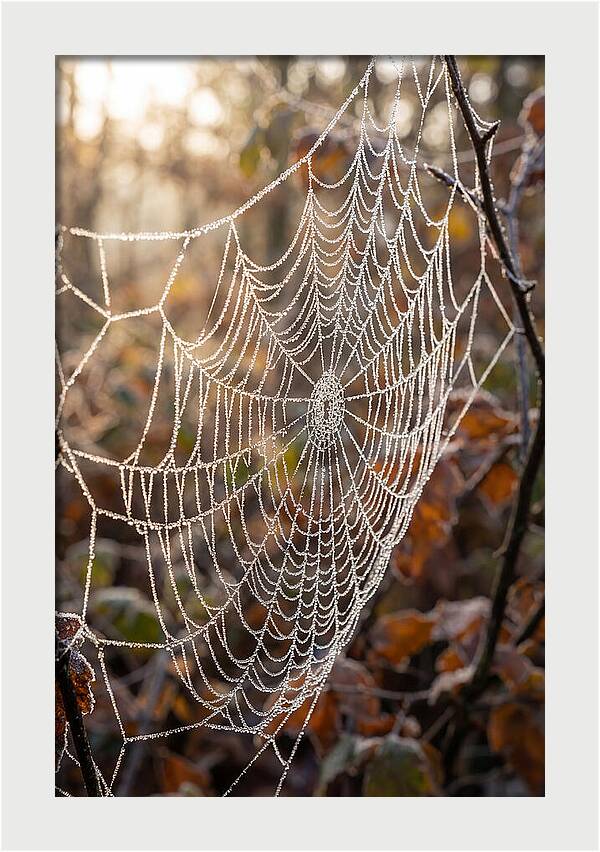 Frosted Spiderweb Glimmering In Light