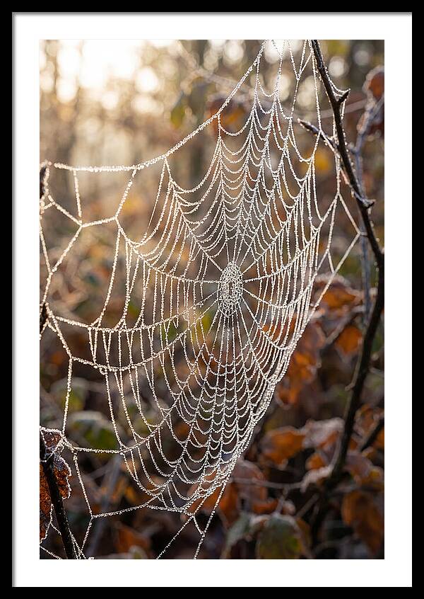 Frosted Spiderweb Glimmering In Light