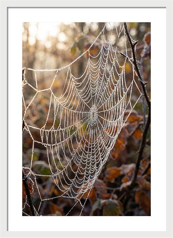 Frosted Spiderweb Glimmering In Light