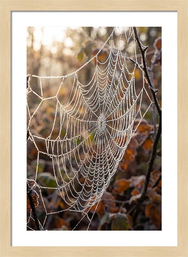 Frosted Spiderweb Glimmering In Light