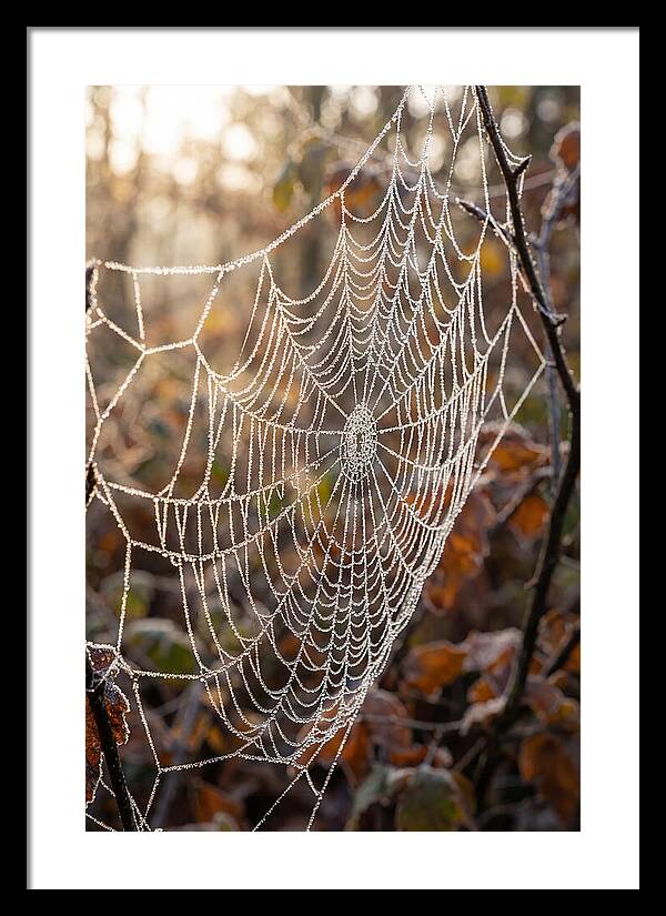 Frosted Spiderweb Glimmering In Light