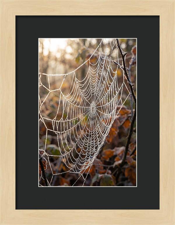 Frosted Spiderweb Glimmering In Light