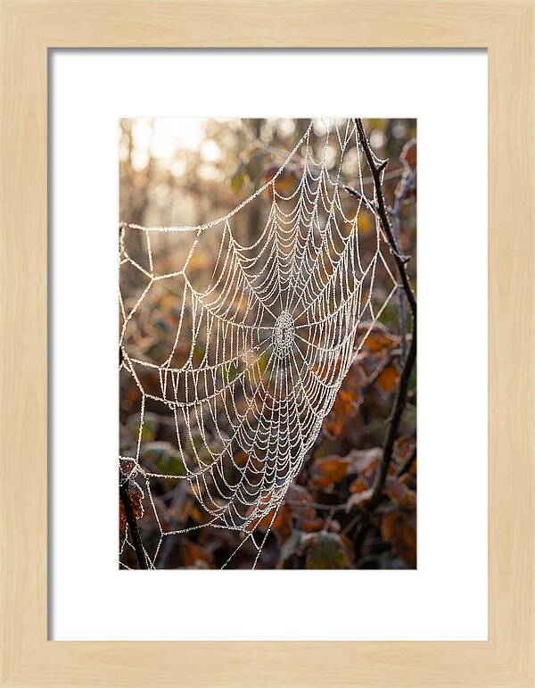 Frosted Spiderweb Glimmering In Light