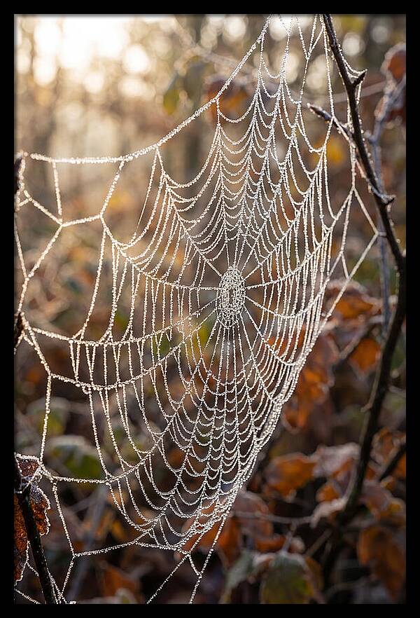Frosted Spiderweb Glimmering In Light
