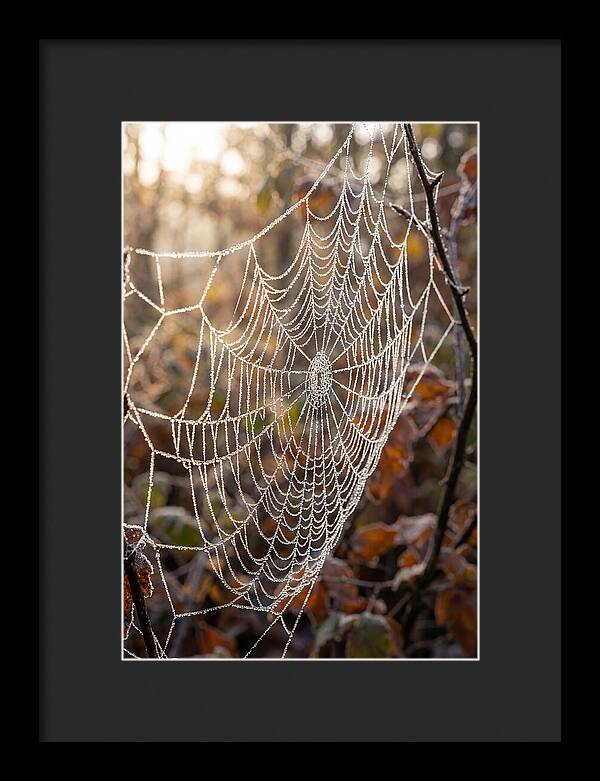 Frosted Spiderweb Glimmering In Light