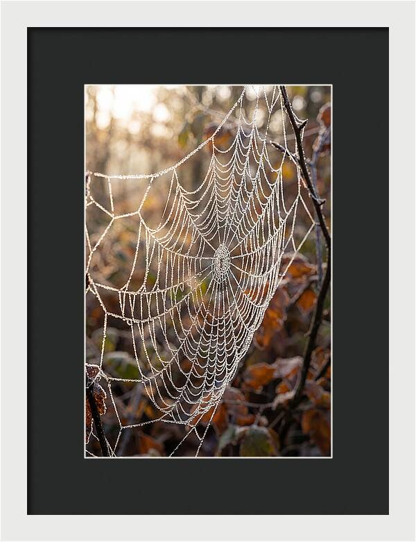 Frosted Spiderweb Glimmering In Light