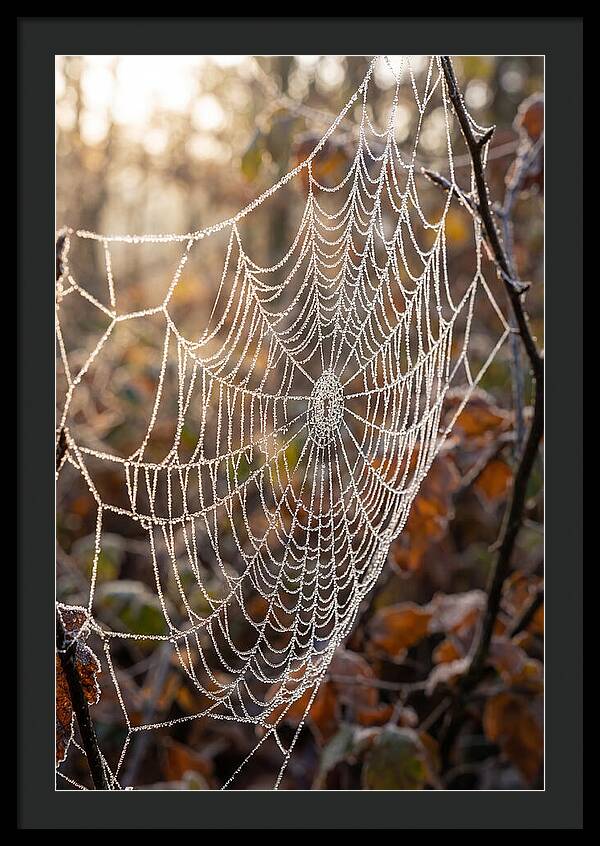 Frosted Spiderweb Glimmering In Light