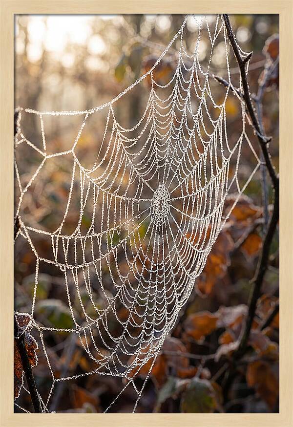 Frosted Spiderweb Glimmering In Light
