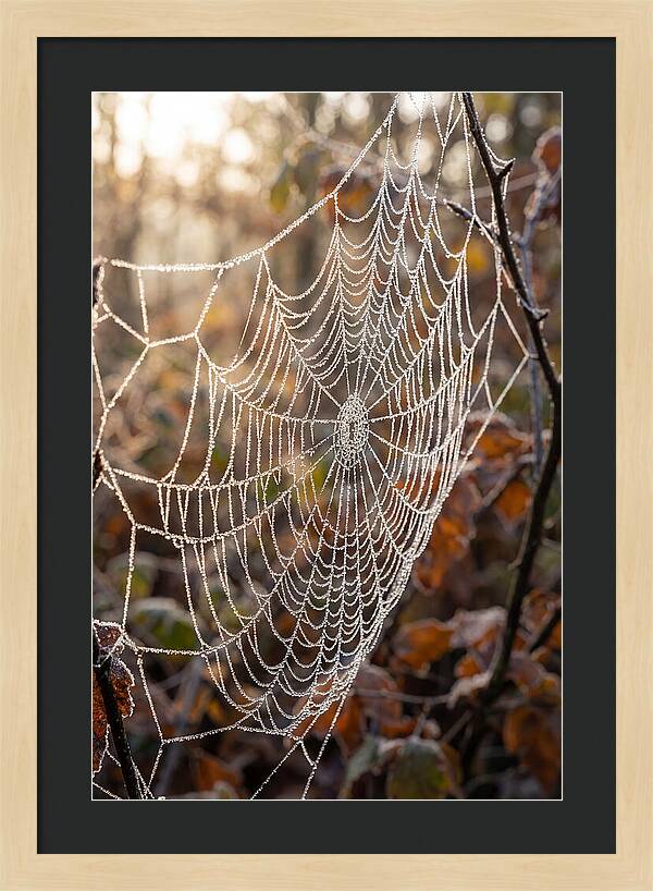 Frosted Spiderweb Glimmering In Light