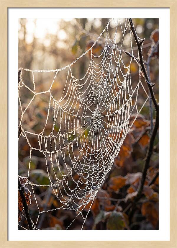 Frosted Spiderweb Glimmering In Light
