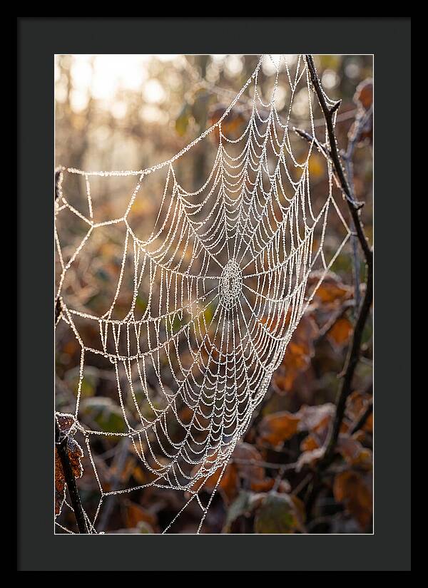 Frosted Spiderweb Glimmering In Light