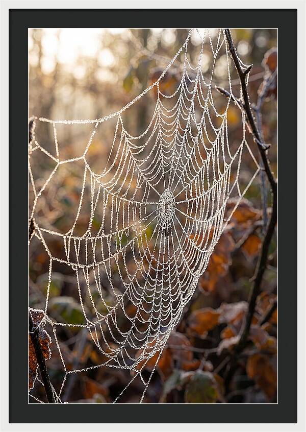 Frosted Spiderweb Glimmering In Light