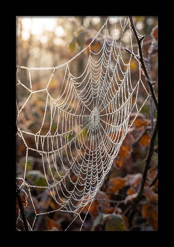 Frosted Spiderweb Glimmering In Light