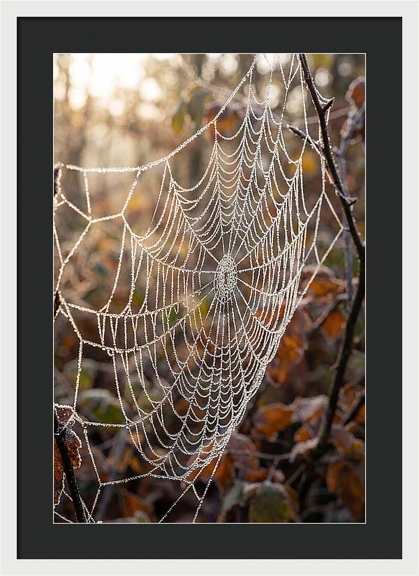 Frosted Spiderweb Glimmering In Light
