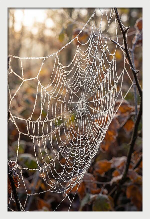 Frosted Spiderweb Glimmering In Light