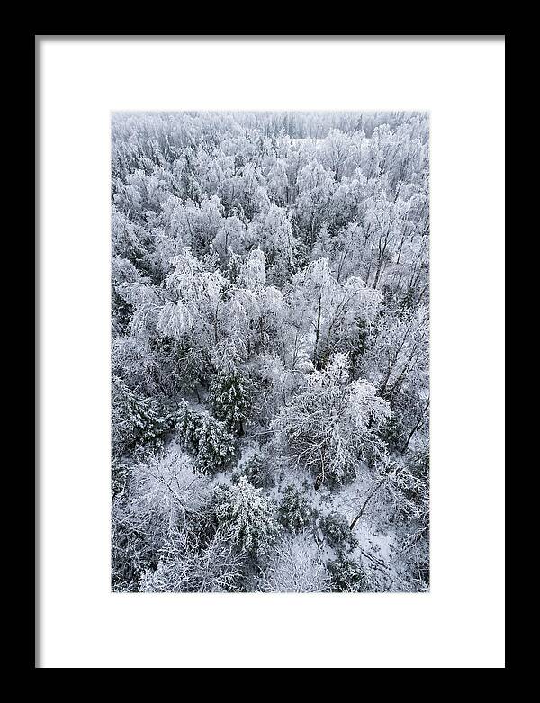 Frozen Forest Serenity