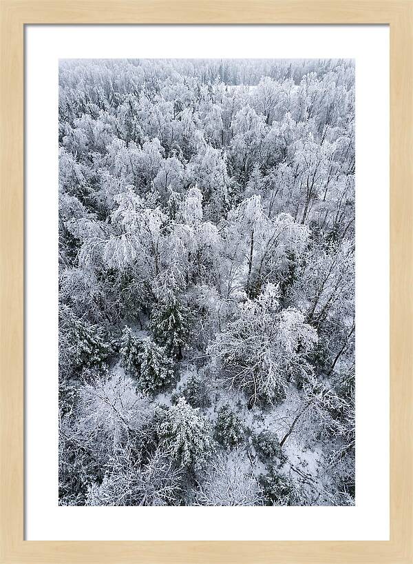 Frozen Forest Serenity