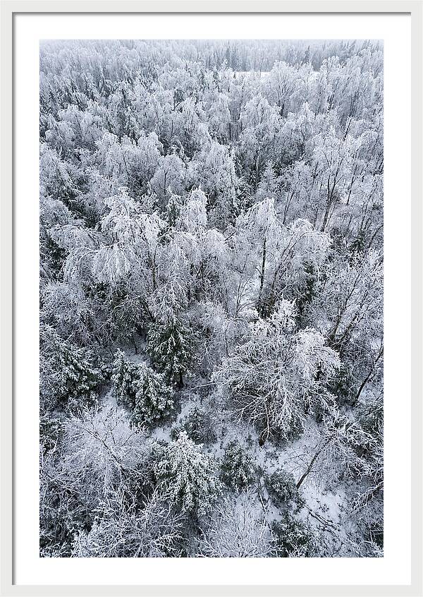 Frozen Forest Serenity
