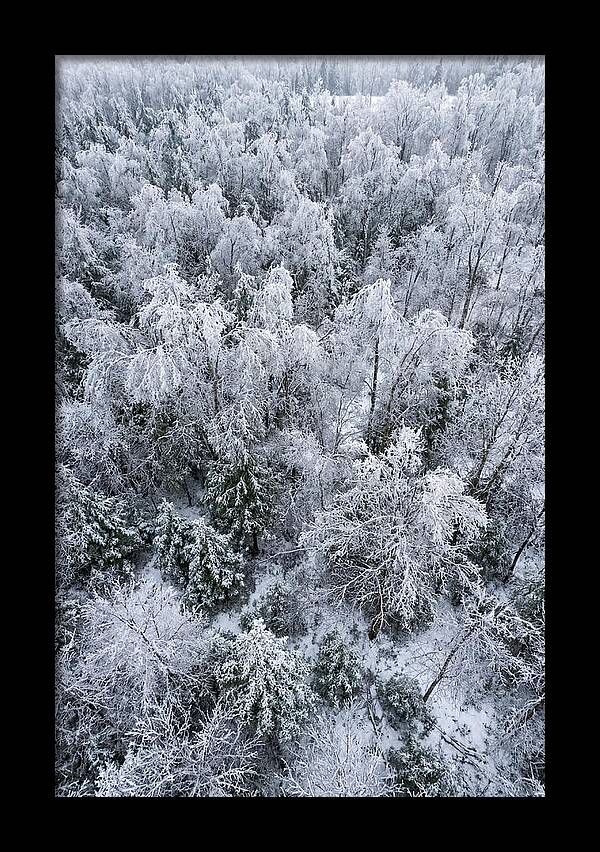 Frozen Forest Serenity