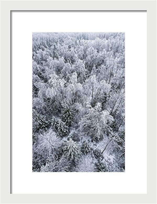 Frozen Forest Serenity