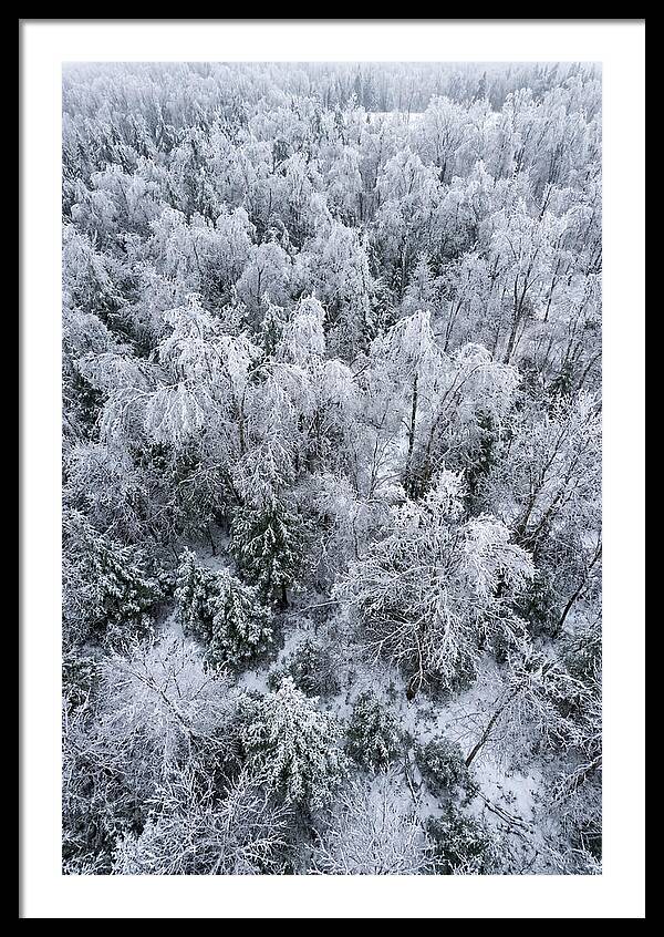 Frozen Forest Serenity