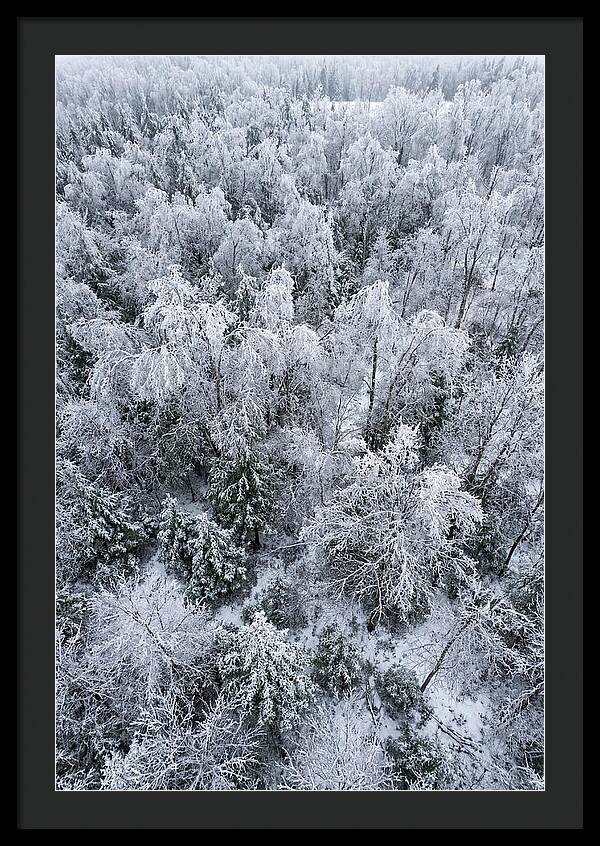 Frozen Forest Serenity