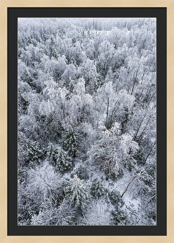 Frozen Forest Serenity
