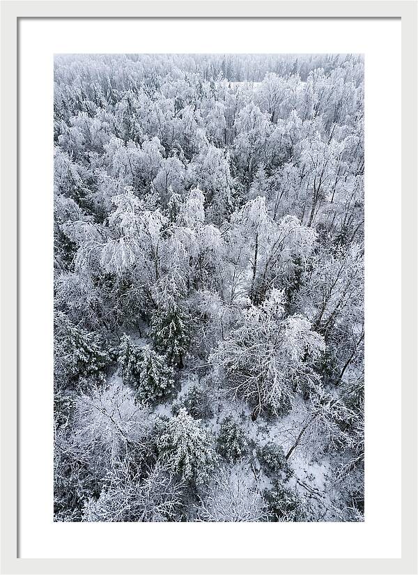 Frozen Forest Serenity