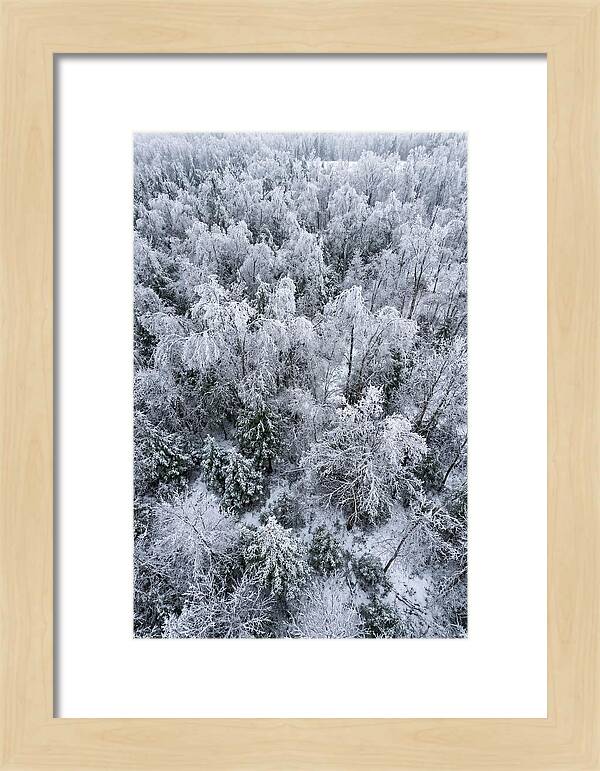 Frozen Forest Serenity