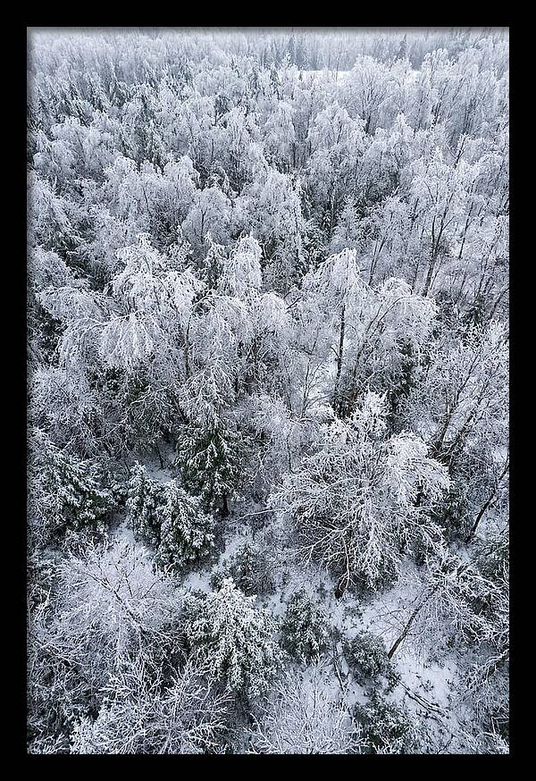 Frozen Forest Serenity