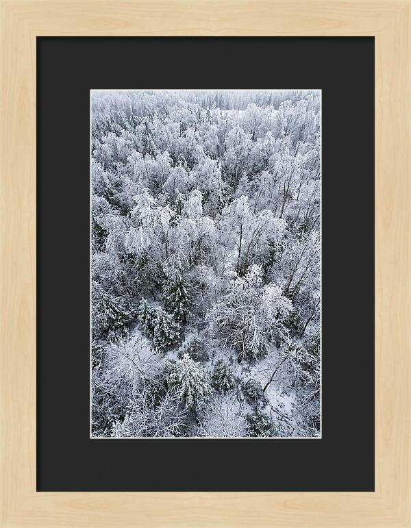 Frozen Forest Serenity