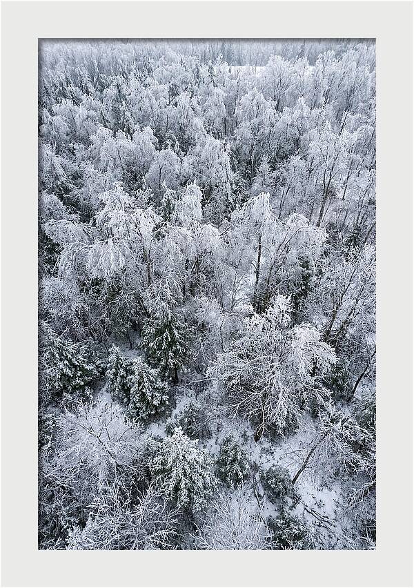 Frozen Forest Serenity