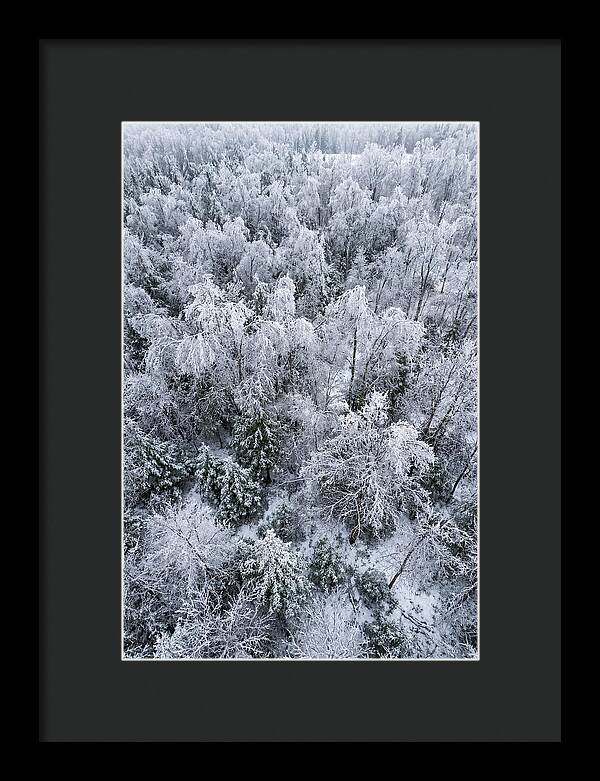 Frozen Forest Serenity