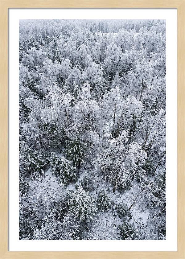 Frozen Forest Serenity