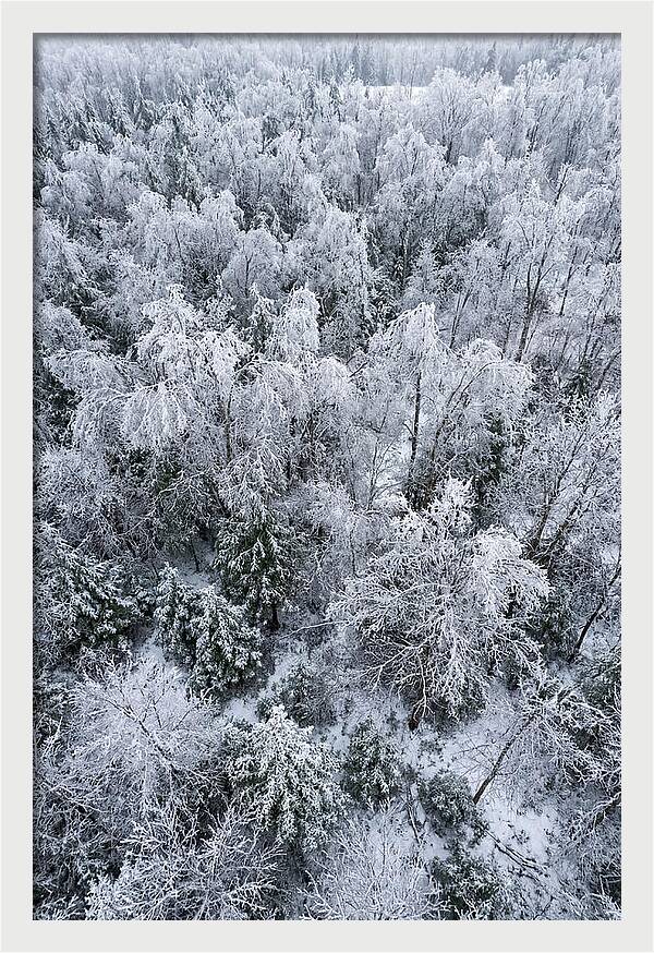 Frozen Forest Serenity