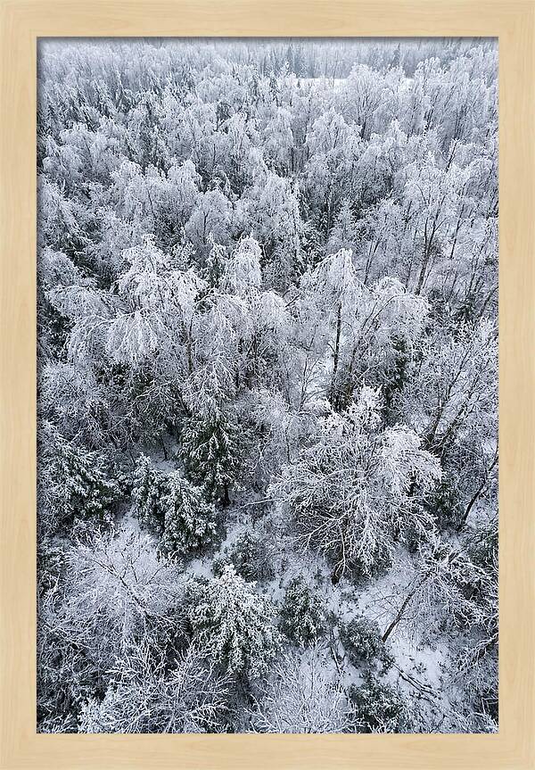 Frozen Forest Serenity