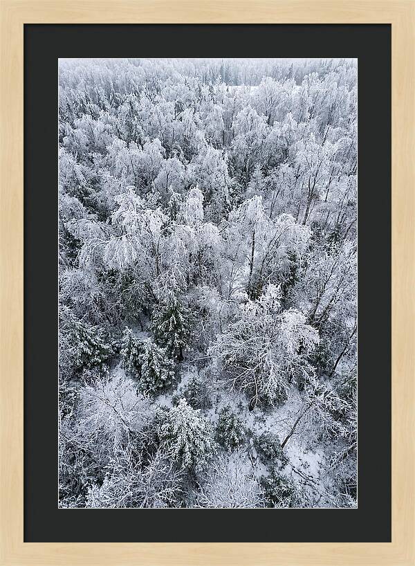 Frozen Forest Serenity