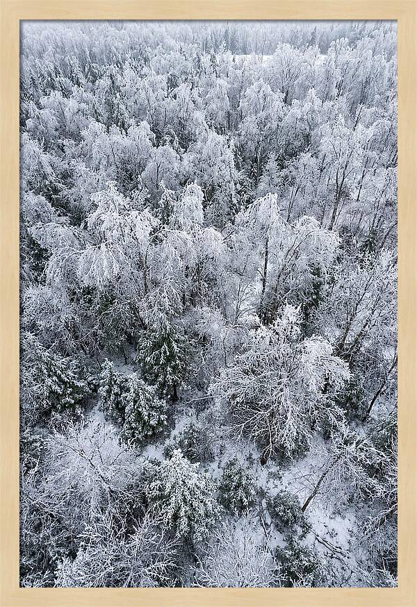Frozen Forest Serenity
