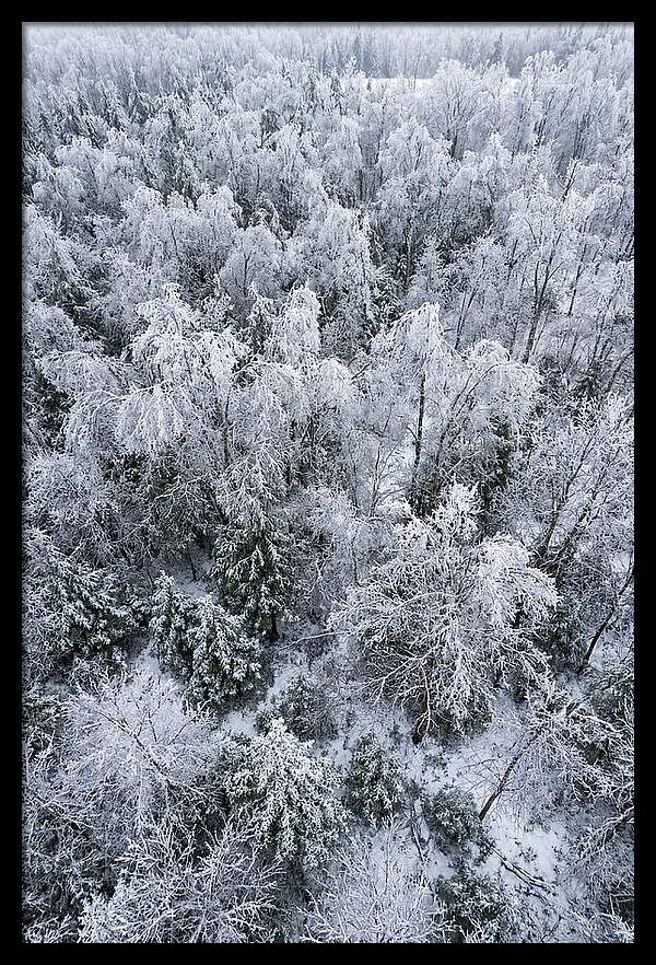 Frozen Forest Serenity