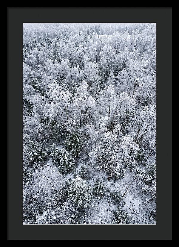 Frozen Forest Serenity