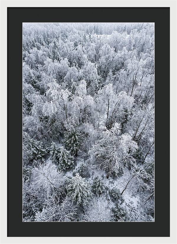 Frozen Forest Serenity