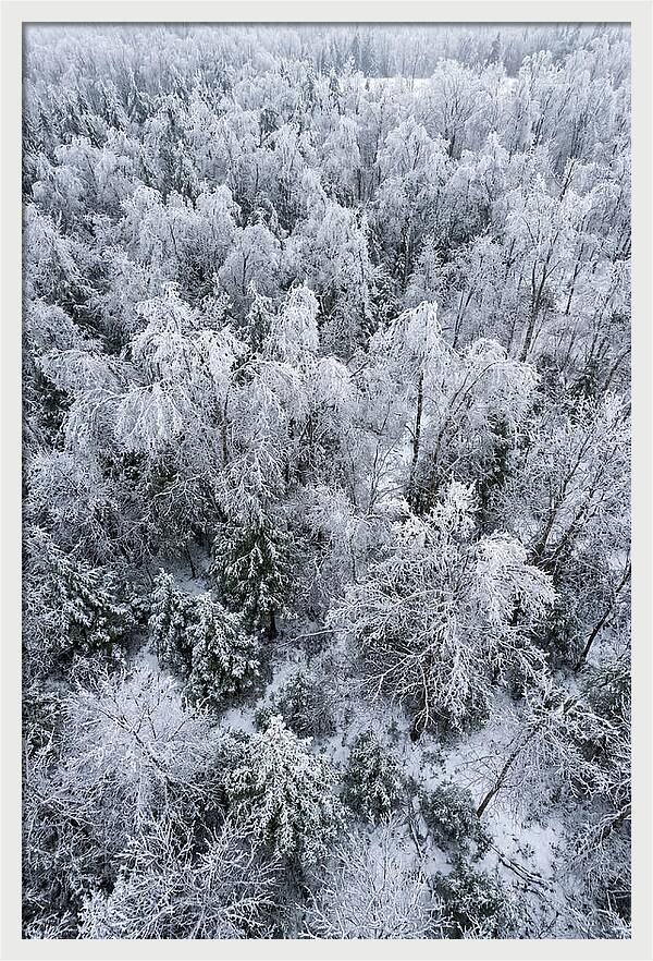 Frozen Forest Serenity