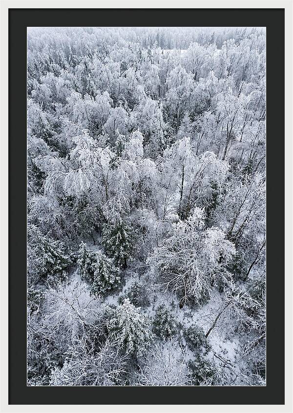 Frozen Forest Serenity