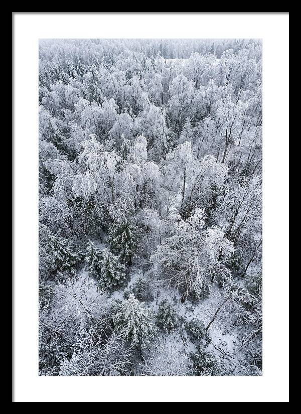 Frozen Forest Serenity
