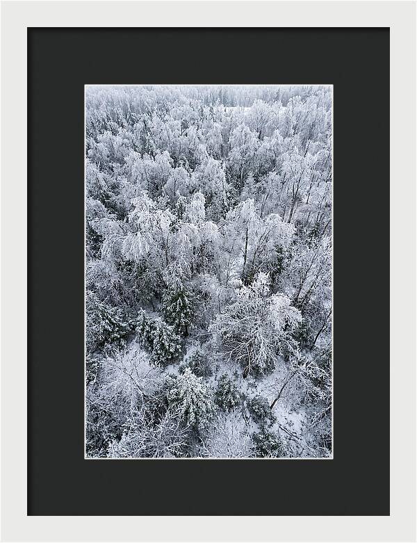 Frozen Forest Serenity