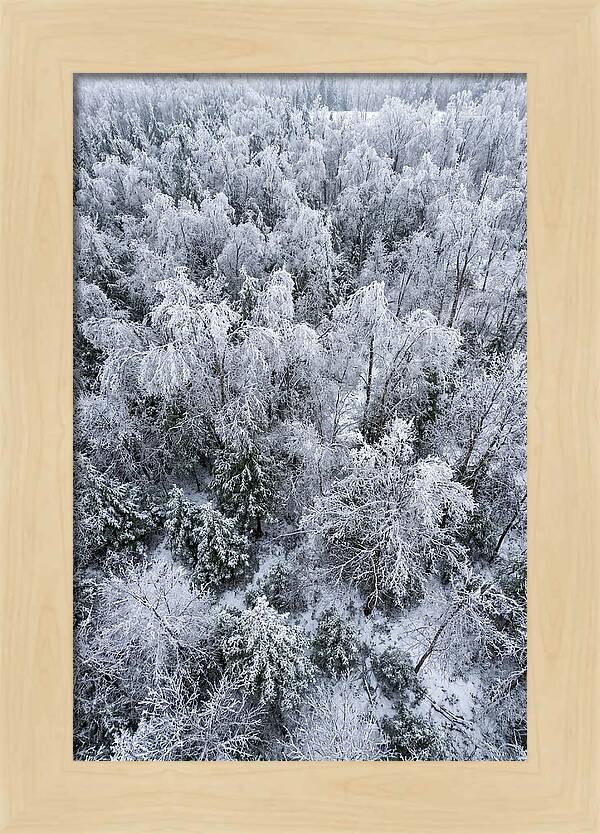 Frozen Forest Serenity