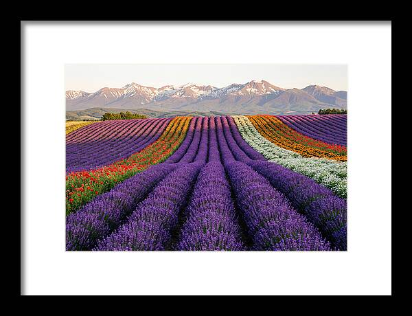 Furano Lavender Fields In Summer